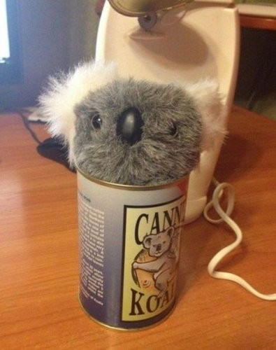 オーストラリア土産の「コアラの缶詰」…いったい何が入っているの