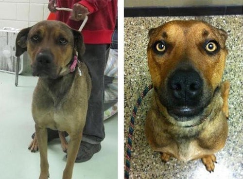 こんなにも変わるんだ 新しい里親に拾われた犬たちのビフォー アフター写真21枚 らばq