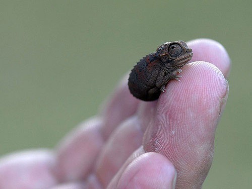 これがカメレオンの赤ちゃんか と人気を呼んでいた姿 らばq