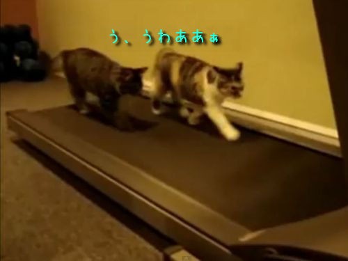 は 速い 猫2匹が加速するルームランナーで奮闘 動画 らばq