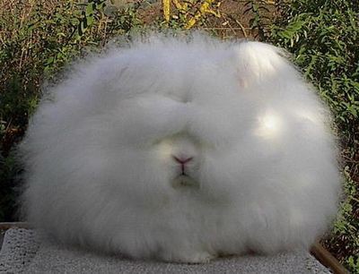 この白くてモフモフしたくなる生き物はいったい何 らばq この白くてモフモフしたくなる生き物はいったい何 らばq