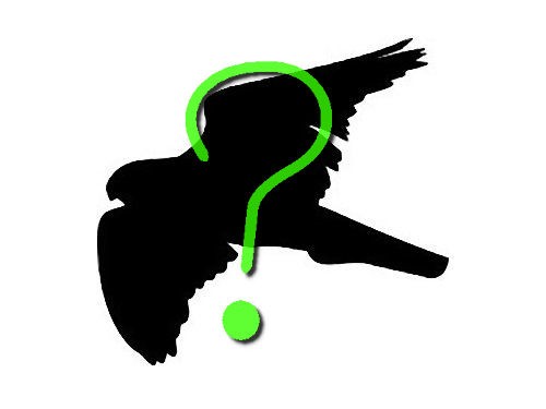 鳥に見える くちばし を持った鳥 いったいどういうこと らばq 鳥に見える くちばし を持った鳥 いったいどういうこと らばq