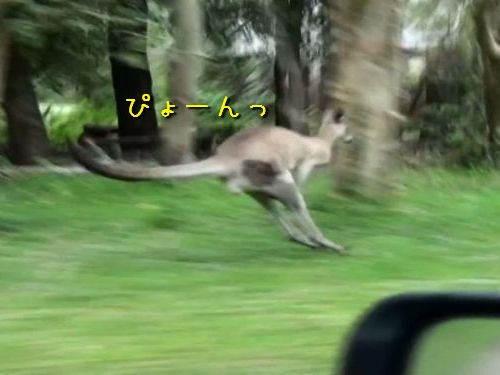 あっ 激走する野生のカンガルーがすべる瞬間を見ちゃった 動画 らばq