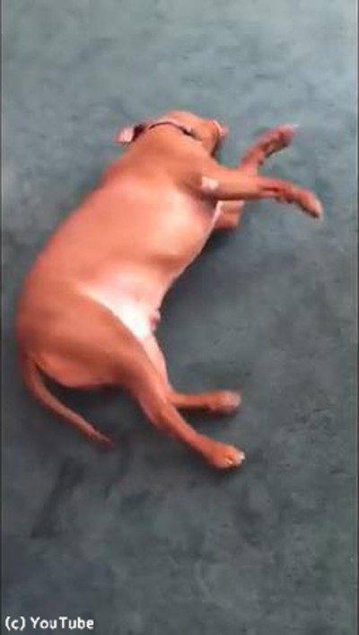 犬 背中がかゆい こんな行動に出る 動画 らばq 犬 背中がかゆい こんな行動に出る 動画 らばq
