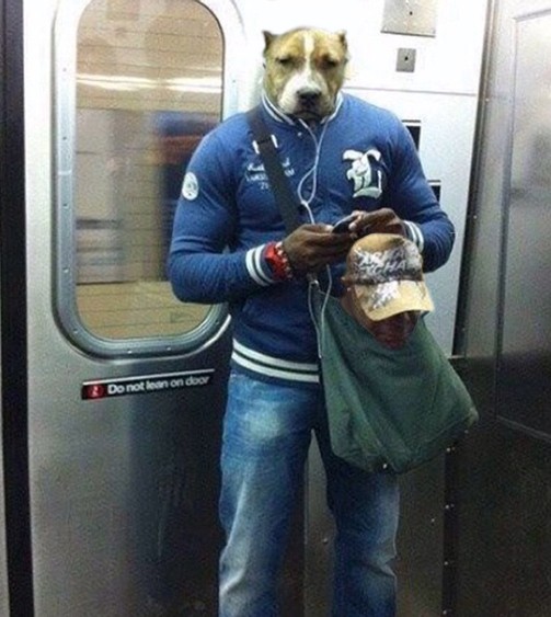 ニューヨークの地下鉄 犬はバッグに入れないと乗り込み禁止 その結果 どうなんだろう これ らばq