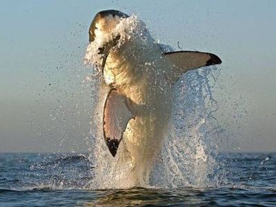 ただでさえ怖いサメが海面から跳びはねたときの恐ろしさ らばq