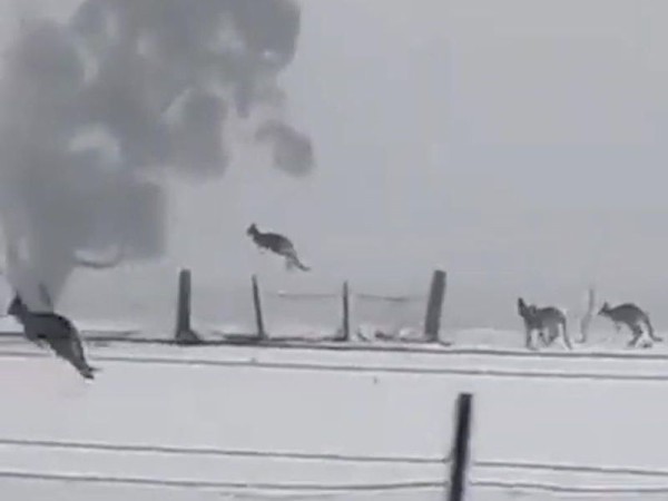 今 オーストラリアは珍しく雪が降っている こんなカンガルーたちの行動は初めて見た 海外の反応 らばq