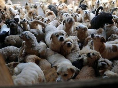 1500匹の犬と0匹の猫を面倒みるため 全ての資産を売り払った女性 中国 らばq