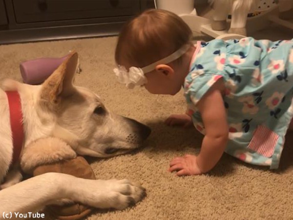 やさしい犬が 赤ちゃんにお返しのキス 動画 らばq