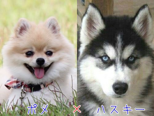 足して2で割るとはこのことだ とあるポメラニアンとハスキーのミックス犬が人気に らばq