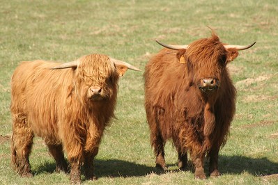 モサモサの顔に鋭く伸びたツノ スコットランドの牛 ハイランドキャトル は実に風変わり Nekodaisuki12のblog