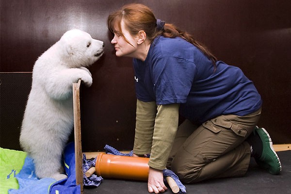 困ったな 白クマの赤ちゃんがかわいすぎるんだ らばq