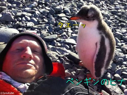 南極で寝そべってたら 赤ちゃんペンギンが上に乗ってきたよ 動画 らばq 南極で寝そべってたら 赤ちゃんペンギンが上に乗ってきたよ 動画 らばq