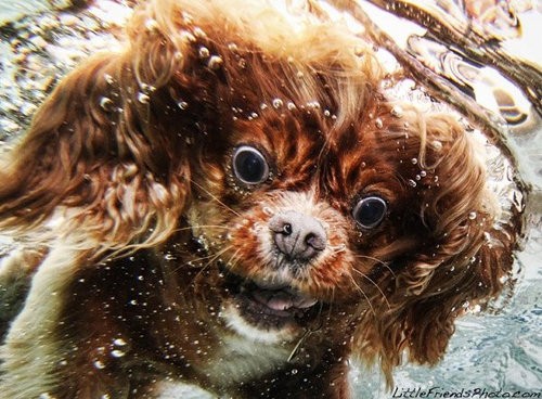 凄まじいインパクト 水中に潜った犬たちの写真12枚 らばq