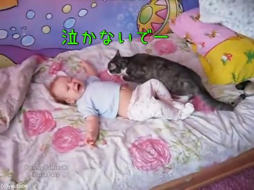 わんわん泣く赤ちゃんをあやす これはやさしい猫 動画 らばq