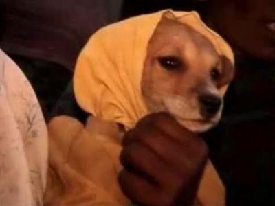 インドで少女が犬と結婚 動画 らばq