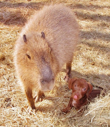 あまりにかわいい カピバラのお母さんが捨て犬の赤ちゃんを育てる らばq