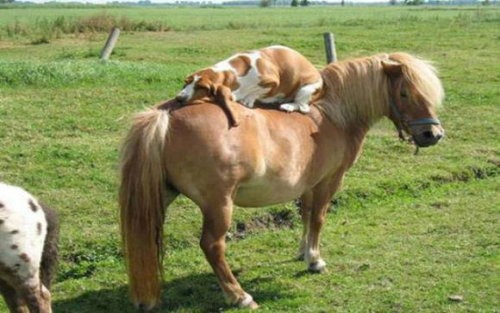 犬が馬に騎乗すると おもしろカッコいい 写真いろいろ らばq