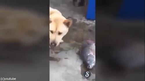 犬「大変u2026お魚さんを救わなきゃ！」純粋すぎる行動（動画） : らばQ