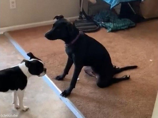 足がやわらくて 正座みたいに座る犬 動画 らばq