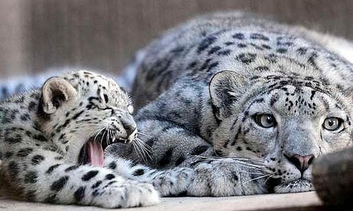 ユキヒョウの体の一部が あまりに雄大だ と注目を集める らばq ユキヒョウの体の一部が あまりに雄大だ と注目を集める らばq