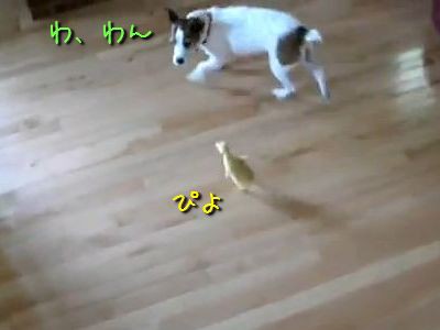 えっ アヒルのヒナと犬のほほえましい対決 動画 らばq