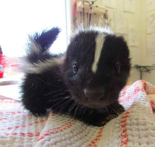 みんな恐ろしくかわいいっ いろんな動物の赤ちゃんたち 写真いろいろ らばq