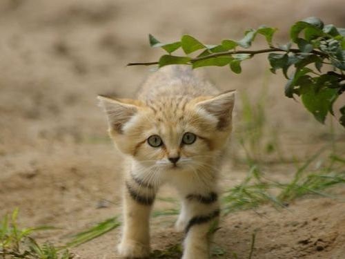 正直 スナネコよりかわいい生き物なんていないと思う 子猫と間違われていた写真 らばq