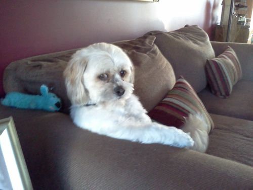 ハッと目を見張る 犬の素晴らしいポーズを撮ってみたよ と題された写真 らばq