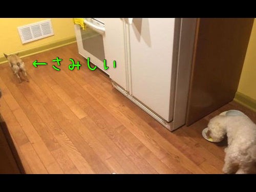 犬 独りぼっちの食事は嫌だもん お友達と一緒に食べるためにとった強引な方法 動画 らばq