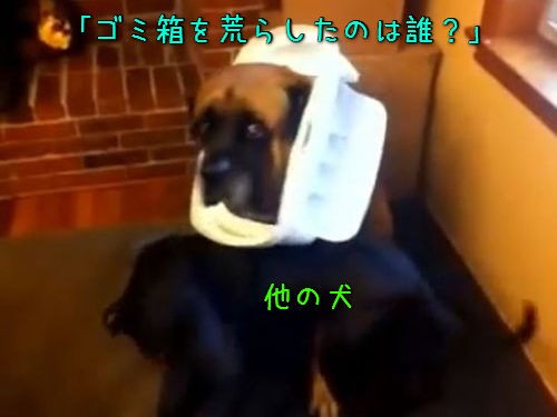 ゴミ箱を散らかした犬は誰なの 犯人はものすごくわかりやすかった 動画 らばq ゴミ箱を散らかした犬は誰なの 犯人はものすごくわかりやすかった 動画 らばq