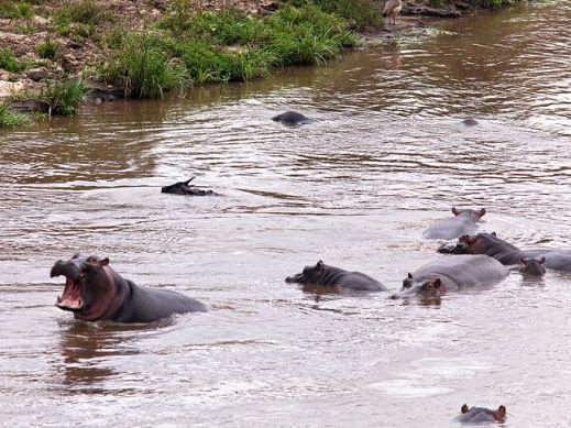 カバが助けてくれた ワニに襲われるヌーの子供に救いの手 らばq