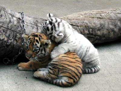 抱きしめたいほどカワイイ 虎の赤ちゃんたちの写真16枚 らばq