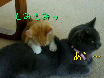 気持ちよさそうに背中をモミモミする子猫 動画 らばq