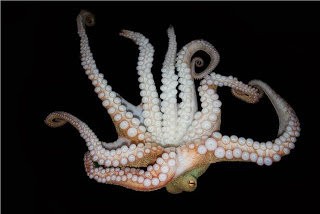 タコの足 悪魔のツノ 世にも奇怪なキノコ タコスッポンタケ の写真いろいろ らばq