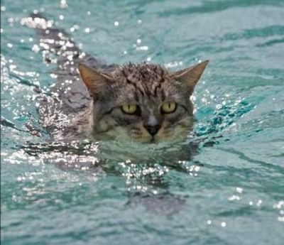 かなり必死な顔で泳いでる猫たちの写真15枚 らばq
