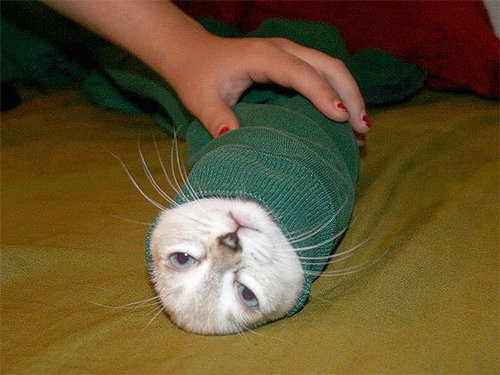 猫がぐるぐる巻きになると かわいさ倍増した写真19枚 らばq