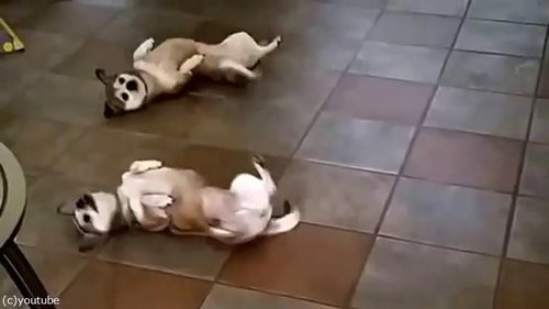 犬がお腹を出してクネクネを始める それを見た別の犬の行動は えっ 動画 らばq