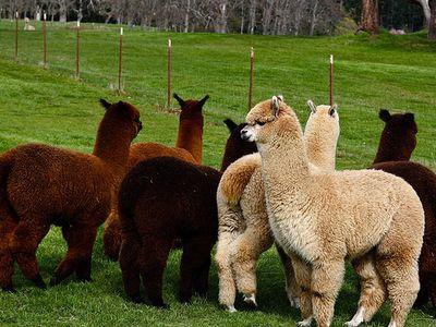 毛を刈られたアルパカの衝撃的な姿 らばq