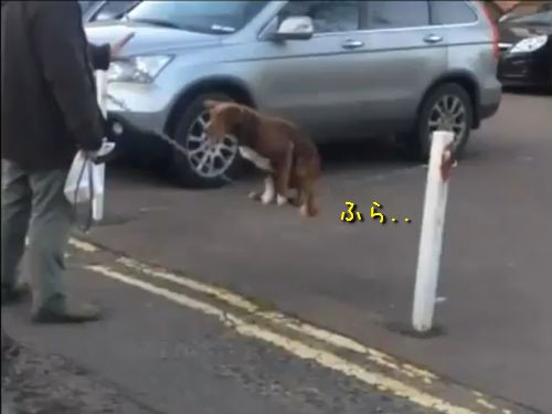 おっとっと 駐車場のチェーンの上でバランスをとる犬 動画 らばq