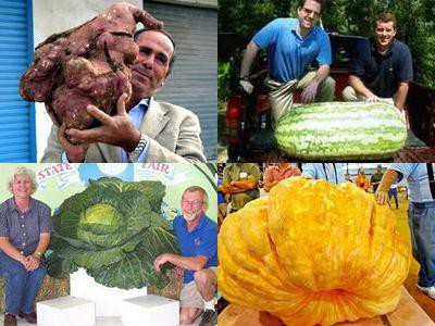 度肝を抜かれる巨大さ 世界最大の野菜や果物10種類 らばq
