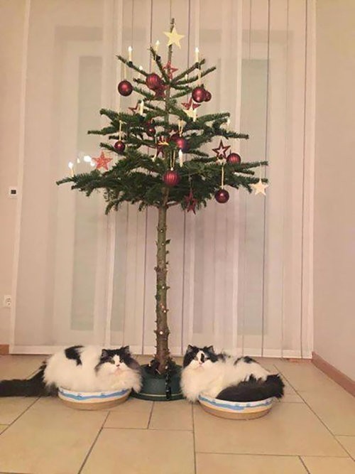 今年こそ犬や猫からクリスマスツリーを守るぞ 知恵を絞ったアイデアいろいろ らばq