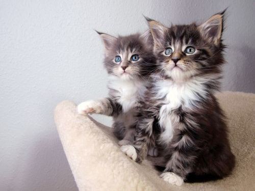 うちの猫が退屈そうだったので戦闘機を作ってあげた らばq