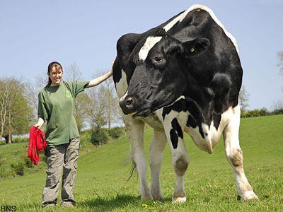 巨大化してゾウ並になってしまった牛 らばq