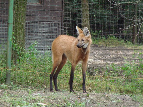 冗談みたいな足の長さを持つ タテガミオオカミ の写真いろいろ らばq