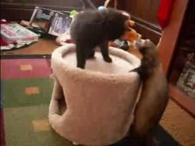 フェレットvs子猫 壮絶なる戦い 動画 らばq