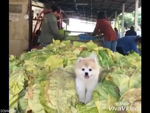 これは天使の笑顔 キャベツの山でニッコリする犬 動画 らばq