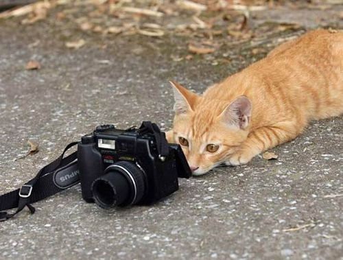 近いよ 近すぎるよ 真正面ドアップで写った動物たちの写真15枚 らばq