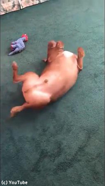 犬 背中がかゆい こんな行動に出る 動画 らばq 犬 背中がかゆい こんな行動に出る 動画 らばq