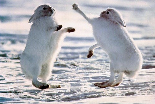 立ったときの違和感がすごい 北極ウサギ に対する海外の反応 らばq
